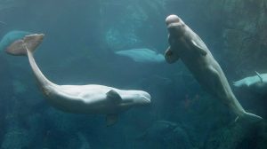 Beluga Whales