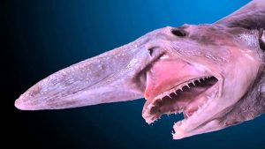 Goblin Shark