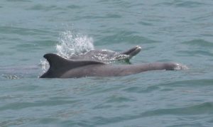 Humpback_dolphin