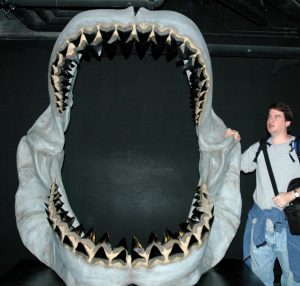 Megalodon