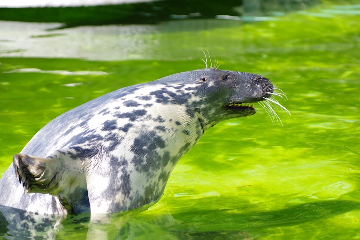 Grey Seal